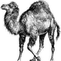 Come automatizzare la sostituzione di parole all’interno di file di testo grazie a Perl